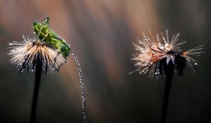 Preview wallpaper grasshopper, grass, leaves, drops, dandelion, flowers