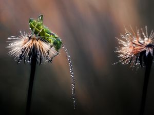 Preview wallpaper grasshopper, grass, leaves, drops, dandelion, flowers