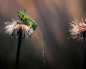 Preview wallpaper grasshopper, grass, leaves, drops, dandelion, flowers