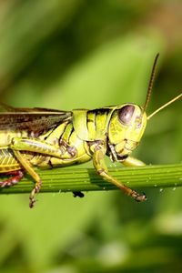 Preview wallpaper grasshopper, grass, sticks, sit, insect