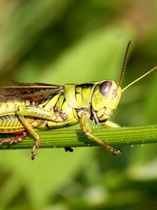 Preview wallpaper grasshopper, grass, sticks, sit, insect