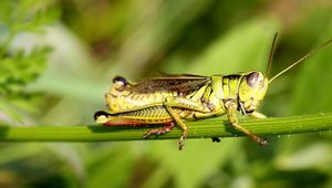 Preview wallpaper grasshopper, grass, sticks, sit, insect