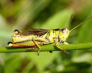 Preview wallpaper grasshopper, grass, sticks, sit, insect