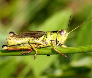 Preview wallpaper grasshopper, grass, sticks, sit, insect