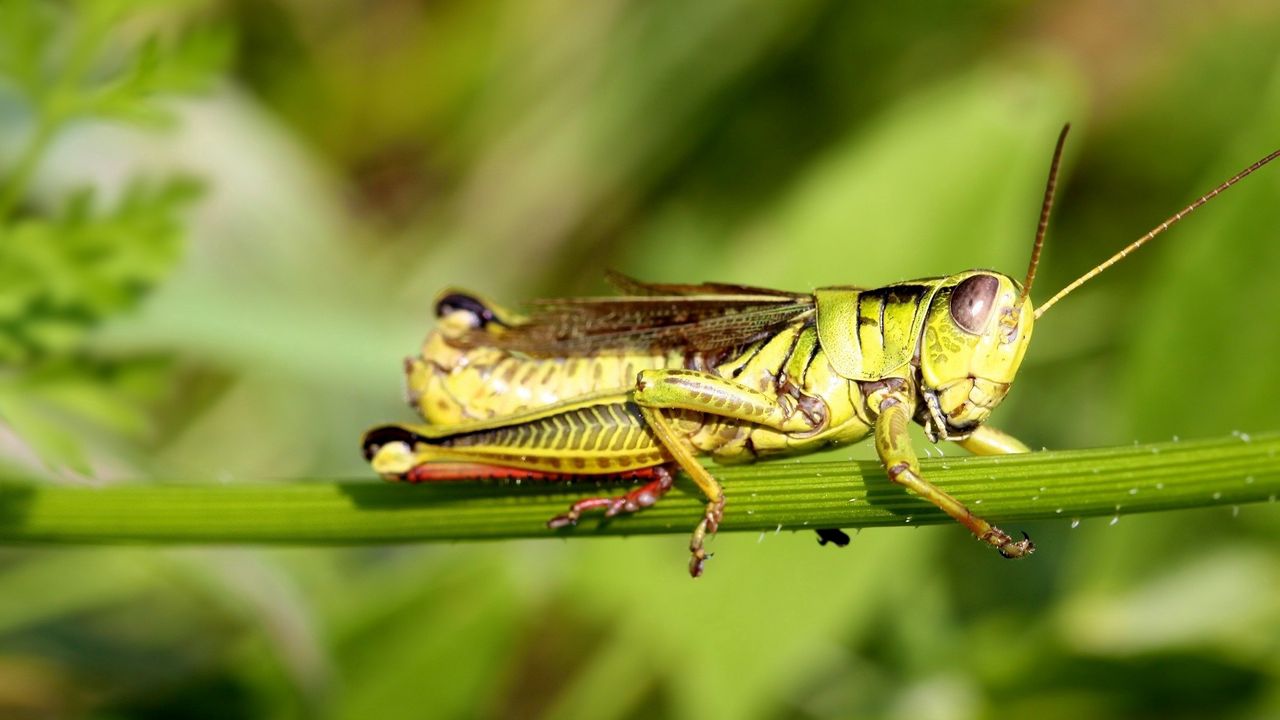 Wallpaper grasshopper, grass, sticks, sit, insect hd, picture, image