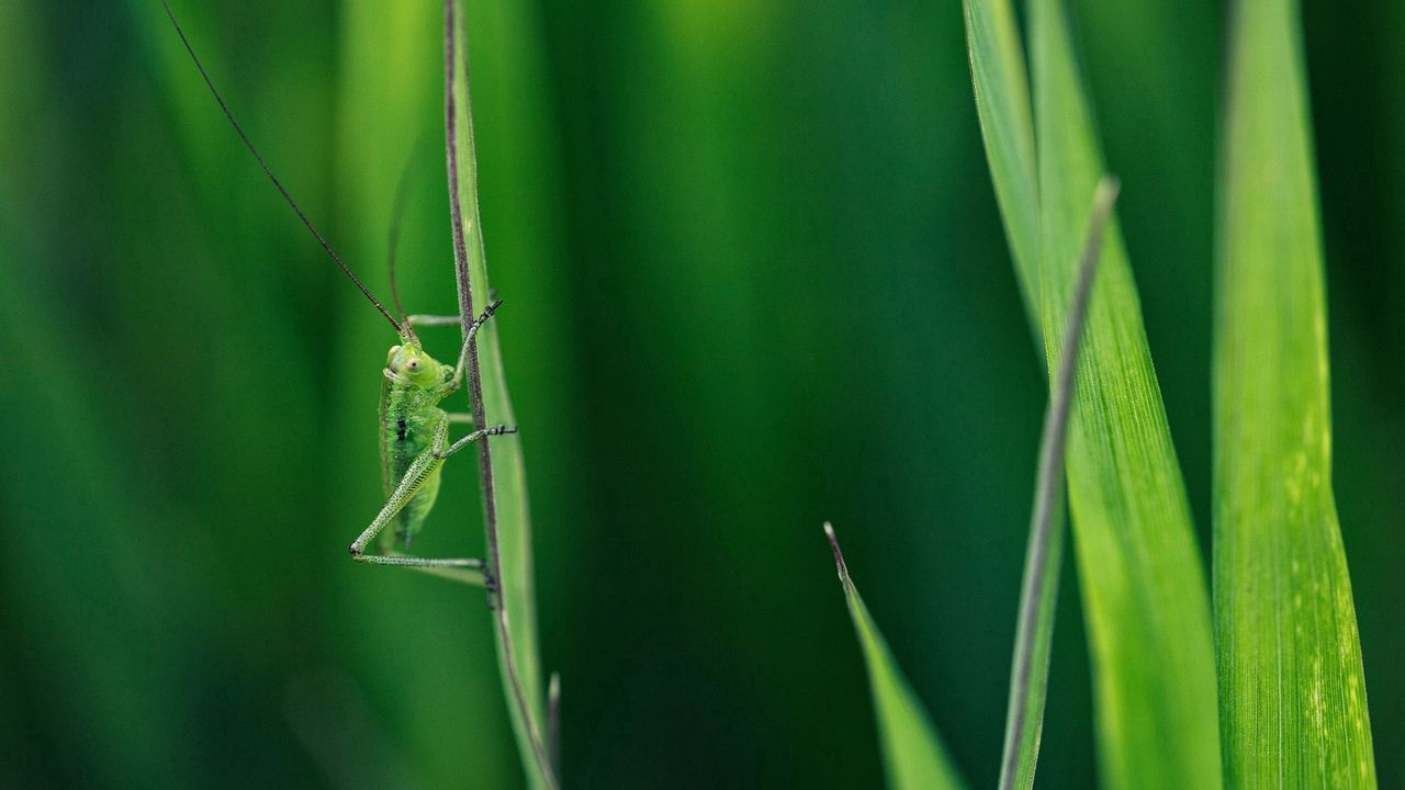 Wallpaper grasshopper, grass, whiskers