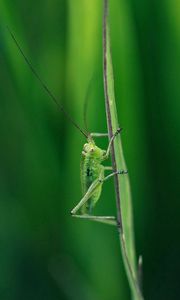 Preview wallpaper grasshopper, grass, whiskers
