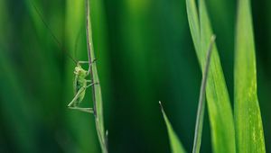 Preview wallpaper grasshopper, grass, whiskers