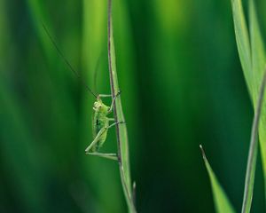 Preview wallpaper grasshopper, grass, whiskers