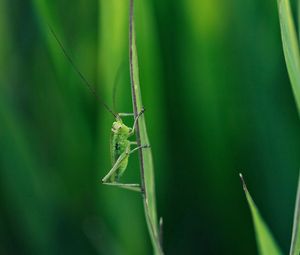 Preview wallpaper grasshopper, grass, whiskers