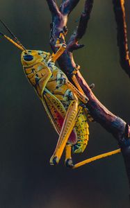 Preview wallpaper grasshopper, insect, branches