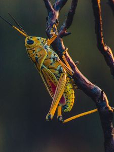 Preview wallpaper grasshopper, insect, branches