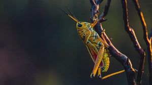 Preview wallpaper grasshopper, insect, branches