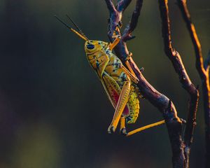 Preview wallpaper grasshopper, insect, branches