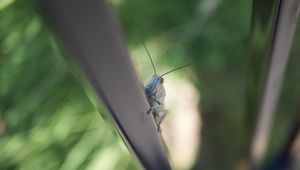 Preview wallpaper grasshopper, insect, climb