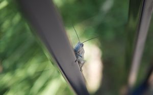Preview wallpaper grasshopper, insect, climb
