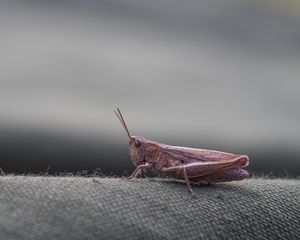 Preview wallpaper grasshopper, insect, close-up