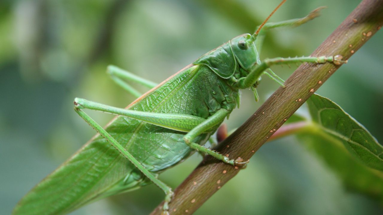 Wallpaper grasshopper, insect, close-up