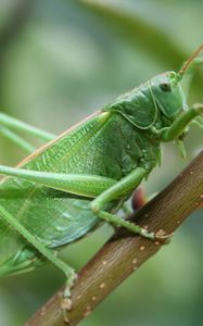 Preview wallpaper grasshopper, insect, close-up