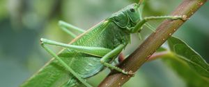 Preview wallpaper grasshopper, insect, close-up