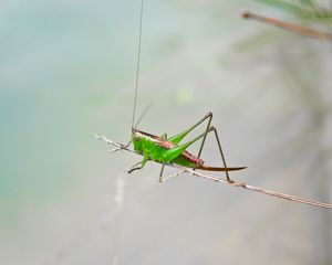 Preview wallpaper grasshopper, insect, close-up