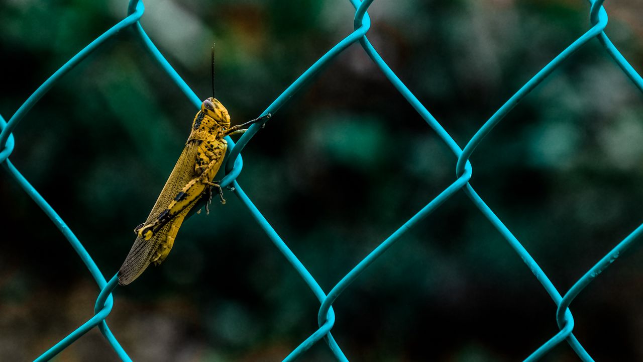 Wallpaper grasshopper, insect, fence, mesh