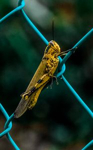 Preview wallpaper grasshopper, insect, fence, mesh