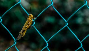 Preview wallpaper grasshopper, insect, fence, mesh