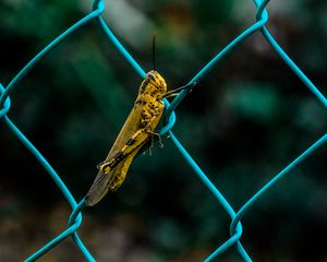 Preview wallpaper grasshopper, insect, fence, mesh