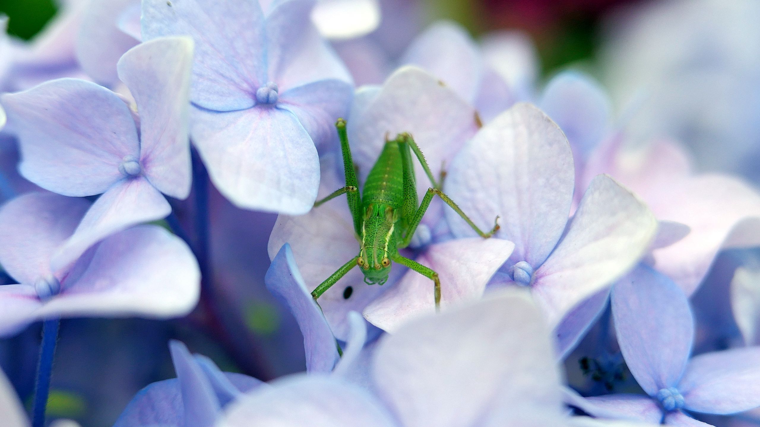 Download wallpaper 2560x1440 grasshopper, insect, hortensia, flowers