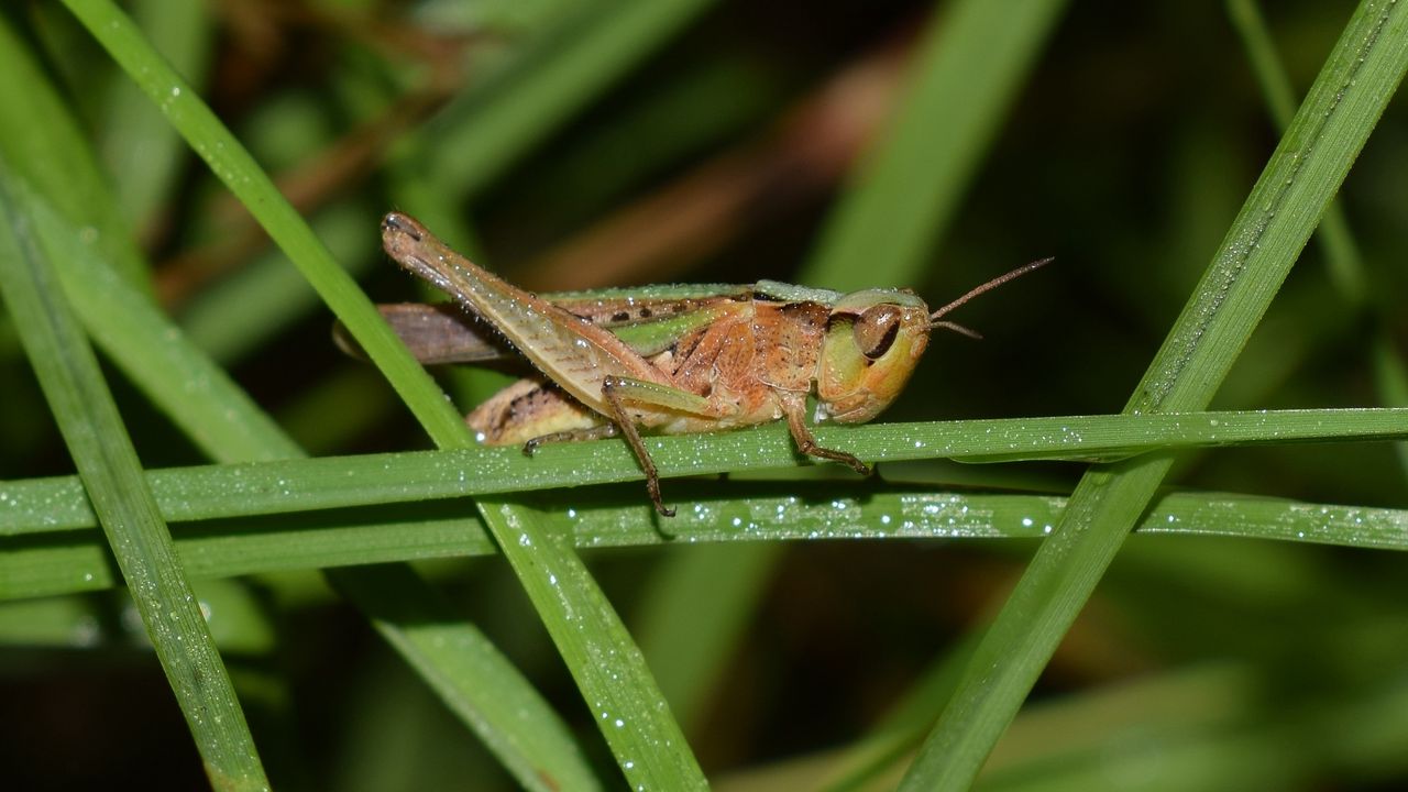 Wallpaper grasshopper, insect, grass, drops