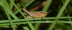 Preview wallpaper grasshopper, insect, grass, drops