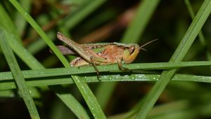 Preview wallpaper grasshopper, insect, grass, drops