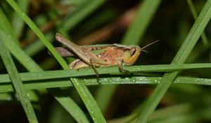 Preview wallpaper grasshopper, insect, grass, drops