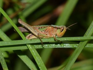 Preview wallpaper grasshopper, insect, grass, drops
