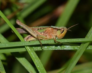 Preview wallpaper grasshopper, insect, grass, drops