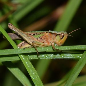 Preview wallpaper grasshopper, insect, grass, drops