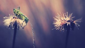 Preview wallpaper grasshopper, insect, grass, drops, light