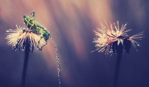 Preview wallpaper grasshopper, insect, grass, drops, light