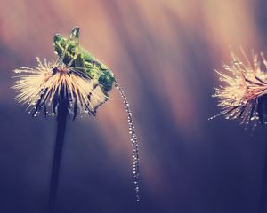 Preview wallpaper grasshopper, insect, grass, drops, light