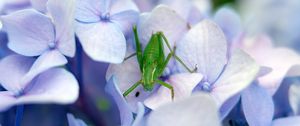 Preview wallpaper grasshopper, insect, hortensia, flowers, macro, purple