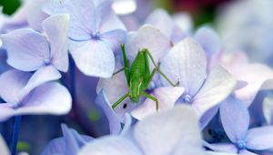 Preview wallpaper grasshopper, insect, hortensia, flowers, macro, purple