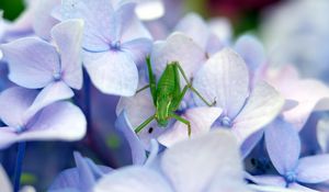 Preview wallpaper grasshopper, insect, hortensia, flowers, macro, purple