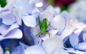 Preview wallpaper grasshopper, insect, hortensia, flowers, macro, purple