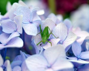 Preview wallpaper grasshopper, insect, hortensia, flowers, macro, purple