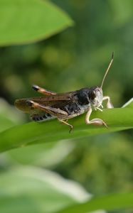 Preview wallpaper grasshopper, insect, leaf