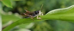 Preview wallpaper grasshopper, insect, leaf