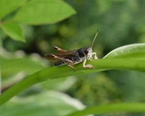 Preview wallpaper grasshopper, insect, leaf