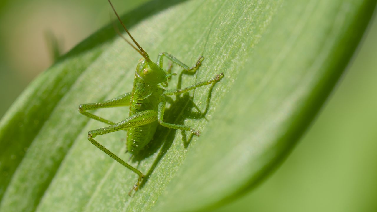 Wallpaper grasshopper, insect, leaf, wildlife, macro, green