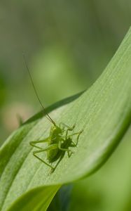 Preview wallpaper grasshopper, insect, leaf, wildlife, macro, green